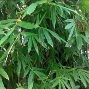 bamboo leaves