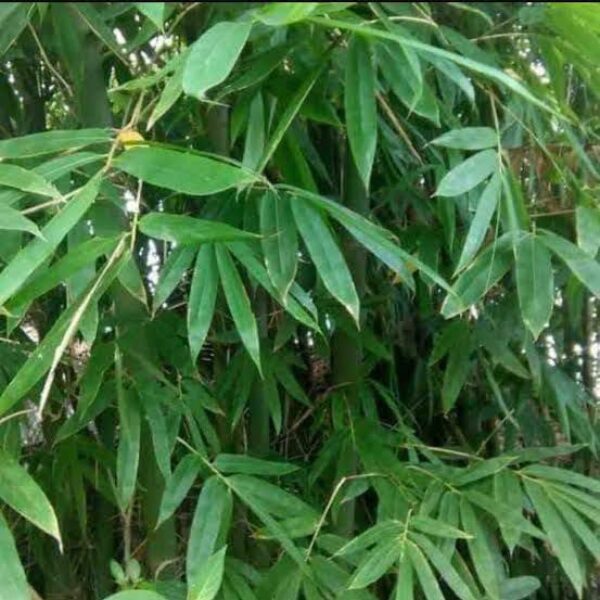 bamboo leaves