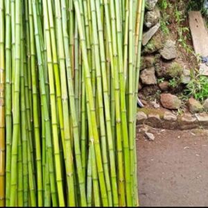 bambu kecil (small bamboo)