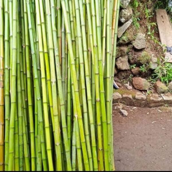 bambu kecil (small bamboo)