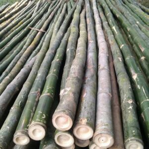 big bamboo