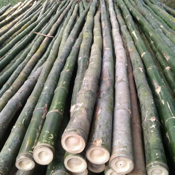 big bamboo