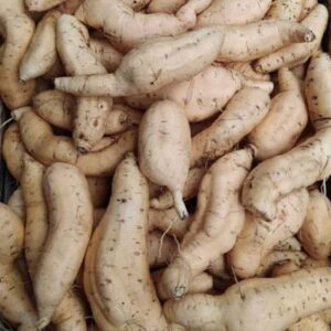 Cilembu Sweet Potato