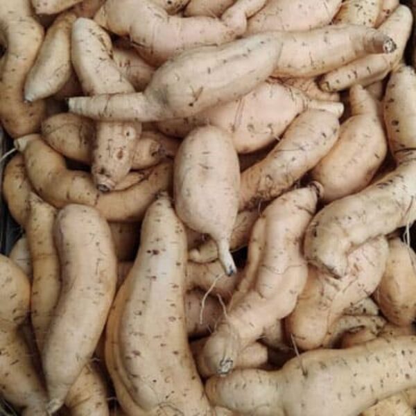 Cilembu Sweet Potato