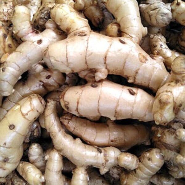 White Curcuma (Turmeric)